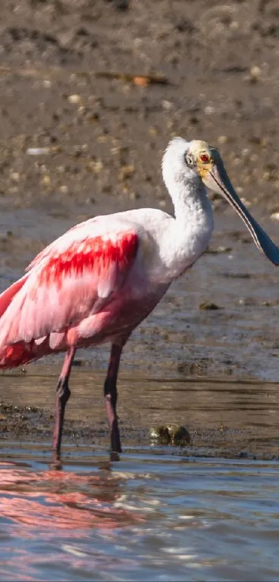 Pink spoonbill standing in calm water.