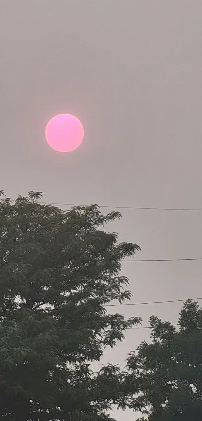 Pink sun peering through an overcast sky with silhouetted trees.