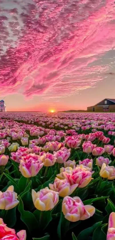 Pink sunset over a vast tulip field with a barn and windmill silhouette.