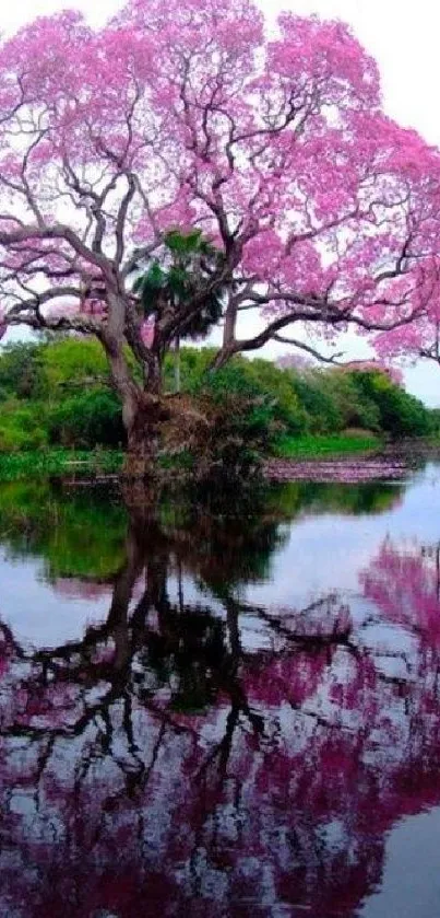 Vibrant pink tree reflecting on a tranquil water surface.