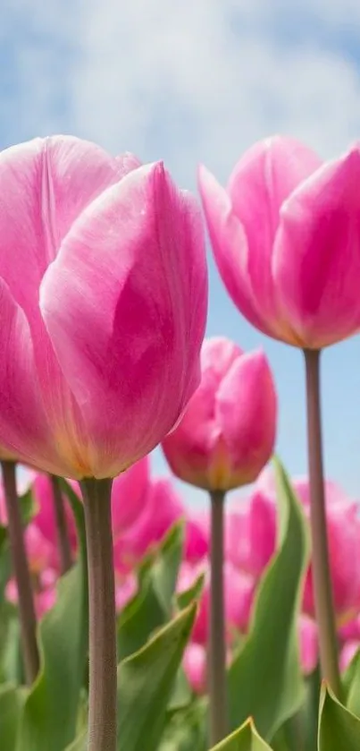 Vibrant pink tulips under a clear blue sky.