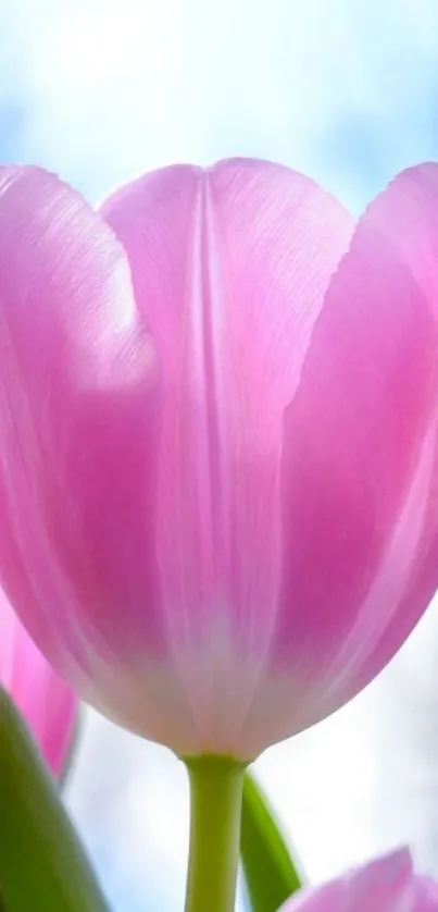 Closeup of a pink tulip under a bright blue sky.