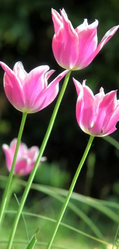 Beautiful pink tulips with green stems in sunlight.