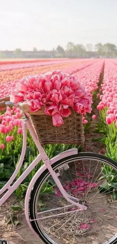 Vintage bicycle amidst a field of pink tulips.