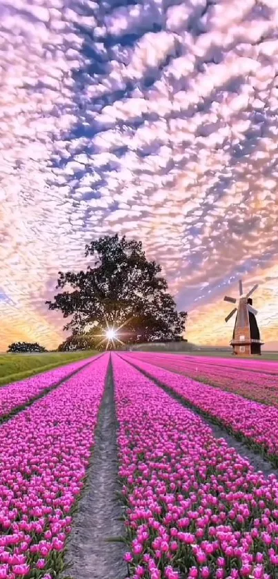 Pink tulip fields with sunset and a windmill in the background.