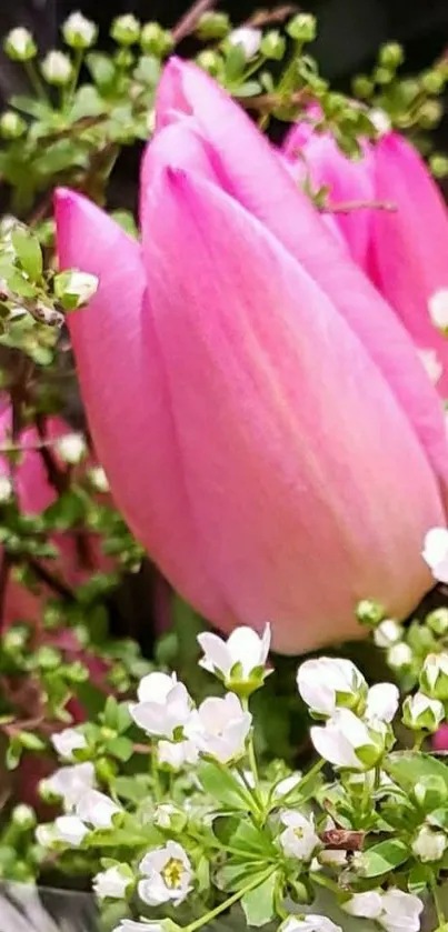 Pink tulip surrounded by white flowers and green leaves wallpaper.