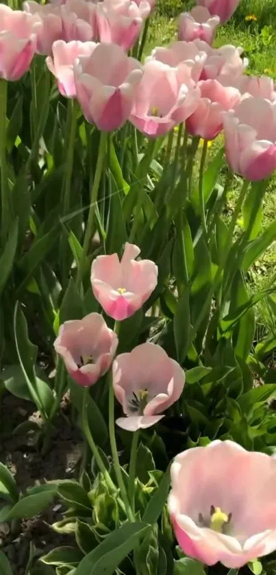 Pink tulips in a lush garden with vibrant blooms and green leaves.