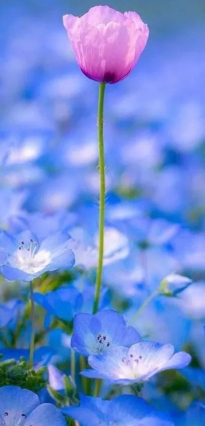 Single pink tulip amidst a sea of blue flowers, creating a serene phone wallpaper.