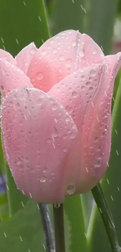 A pink tulip with raindrops against green leaves, perfect for serene nature themes.