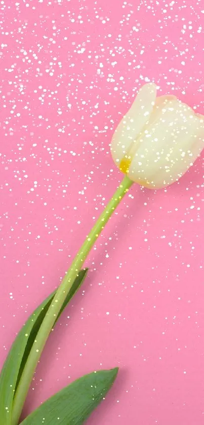 Minimalist pink wallpaper with a single white tulip.