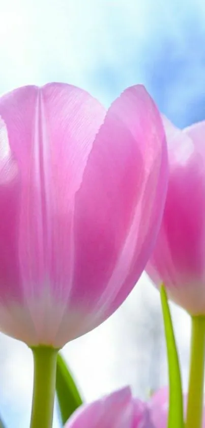 Close-up of vibrant pink tulips against a soft blue sky background.