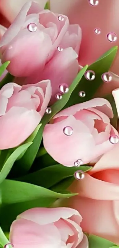 Pink tulips with green leaves on a mobile wallpaper design.