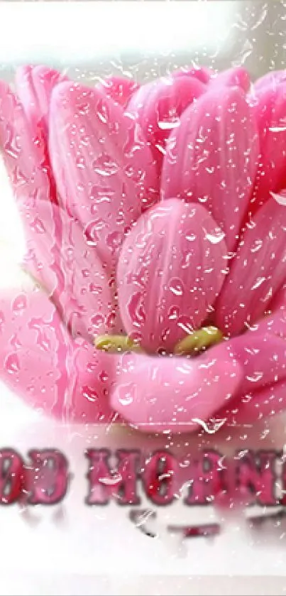 Pink tulips with raindrops and 'Good Morning' text in soft hues.