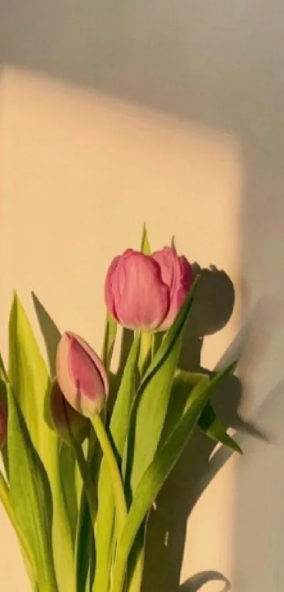 Pink tulips casting shadows on a light background.