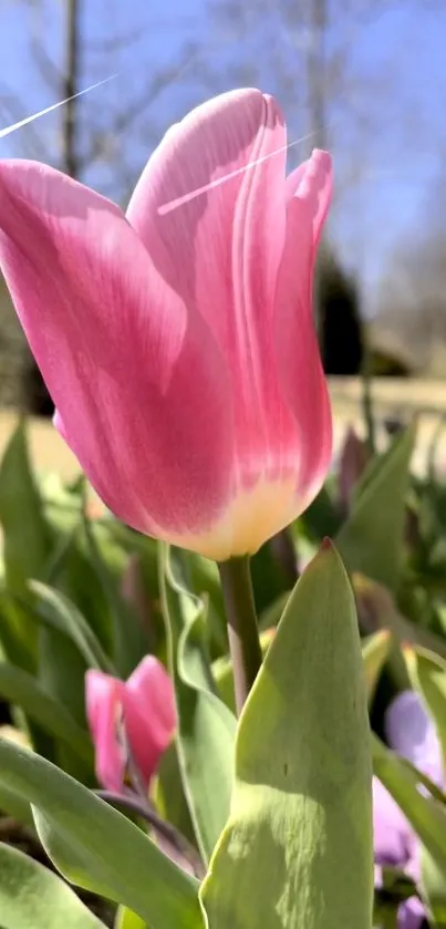 Vibrant pink tulip in a sunny garden.