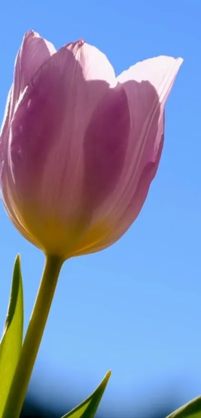 Pink tulip against a clear blue sky, perfect for mobile wallpaper.