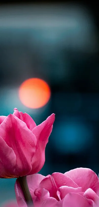 Vivid pink tulips with urban bokeh at dusk.