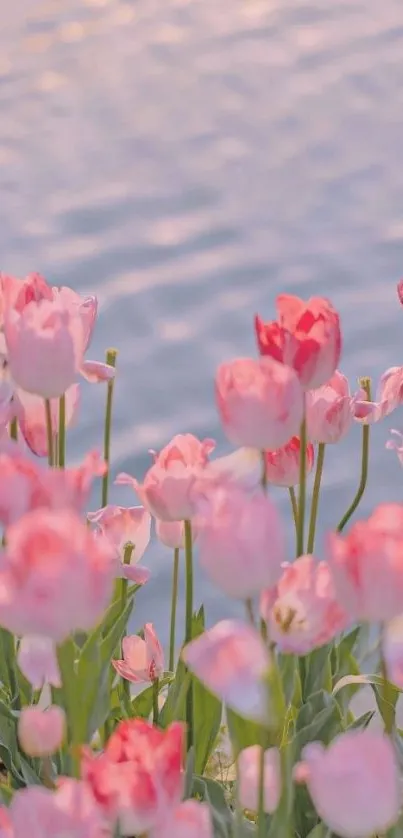 Blooming pink tulips with water backdrop.