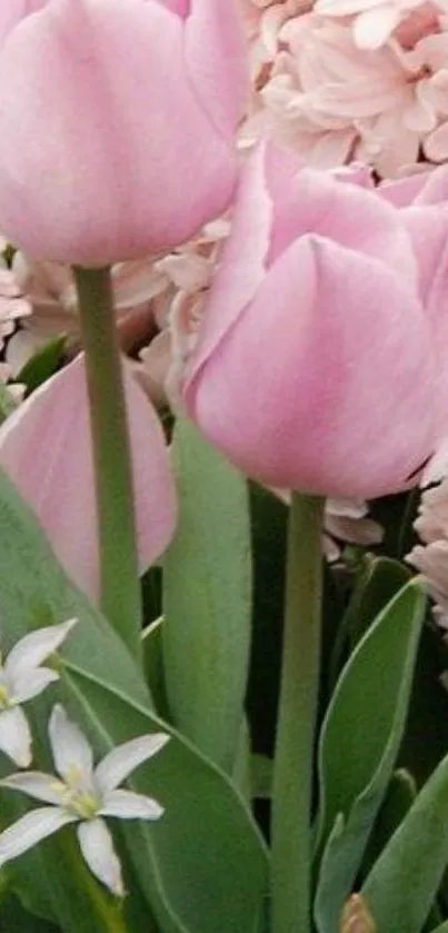 Pink tulips and green leaves mobile wallpaper, perfect for a floral theme.