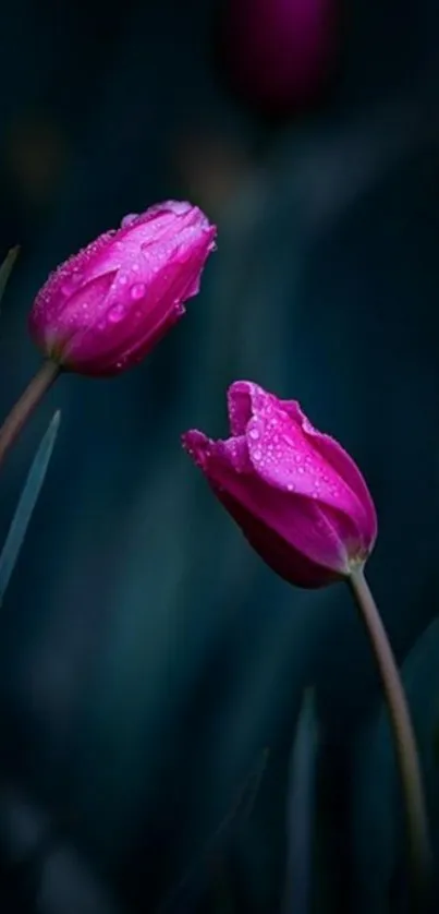 Pink tulips with water droplets on a dark background.