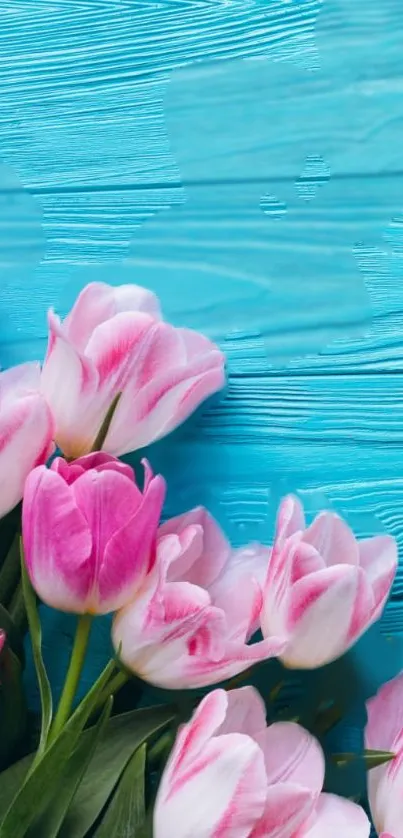 Pink tulips on bright blue wooden background mobile wallpaper.