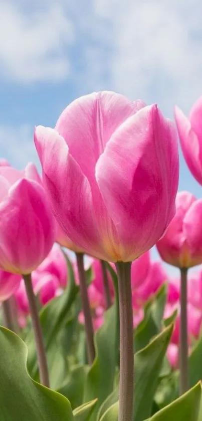 Vibrant pink tulips bloom under a blue sky, creating a serene and colorful phone wallpaper.