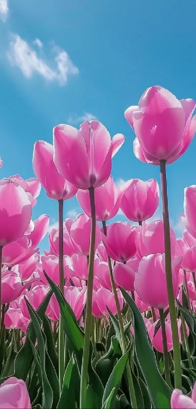 Beautiful pink tulips beneath a clear blue sky, capturing spring elegance.