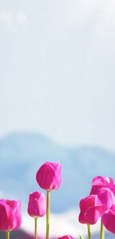 Pink tulips under a clear blue sky with mountains in the background.