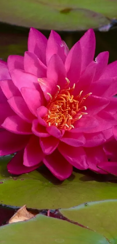 Pink lotus flowers and green leaves on a tranquil pond.