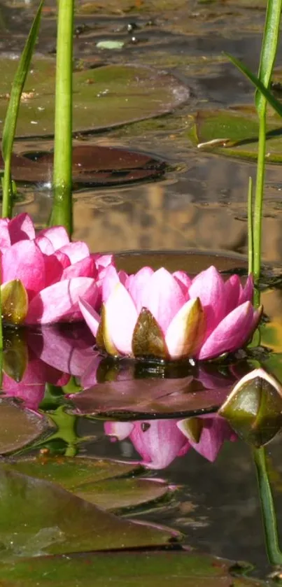 Beautiful pink water lilies on a calm pond with green leaves.