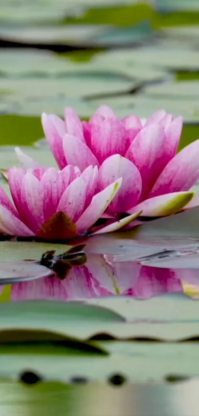 Pink water lilies on a green pond reflecting tranquility.