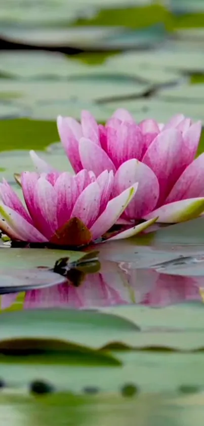 Pink water lilies floating on a green pond.