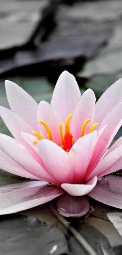 Beautiful pink water lily on serene water background.