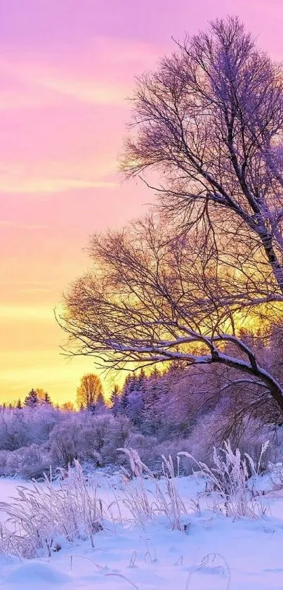 Winter landscape with pink sunset and snowy trees.