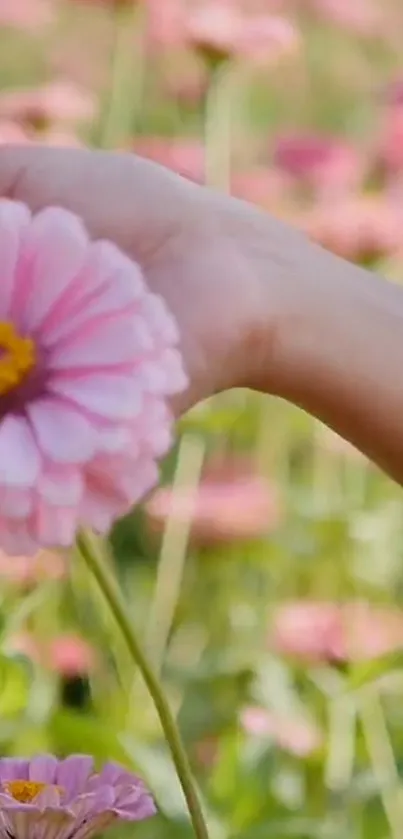 Hand holding a pink zinnia flower with a blurred garden background.