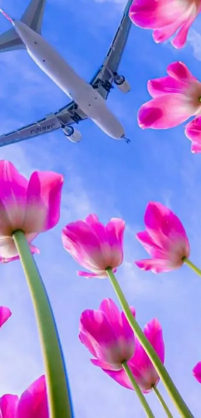 Airplane over pink tulips with blue sky.