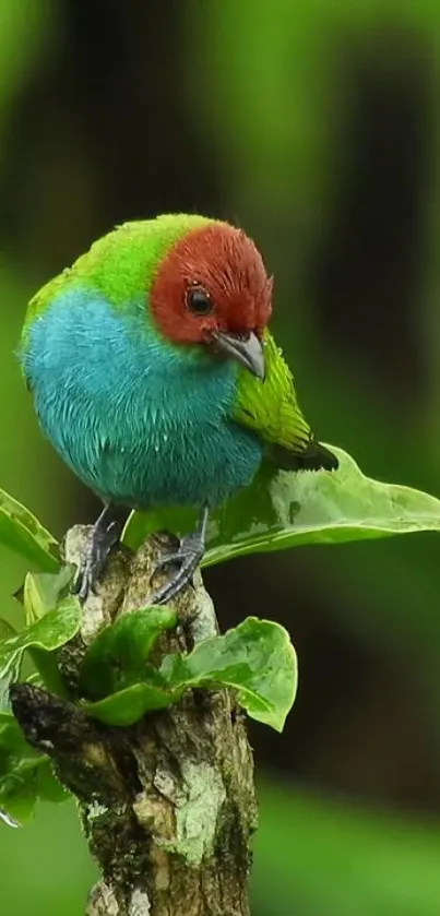 Plant Animal Outdoor Live Wallpaper