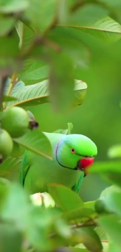 Plant Beak Tree Live Wallpaper