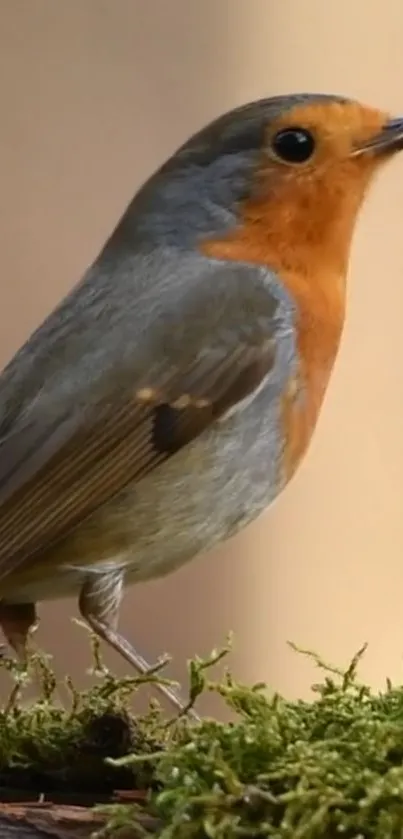 Plant Bird Beak Live Wallpaper