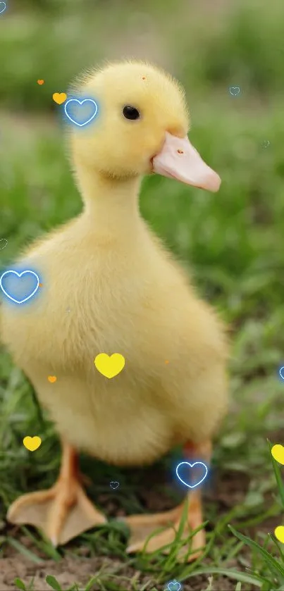 Normal duck Live Wallpaper