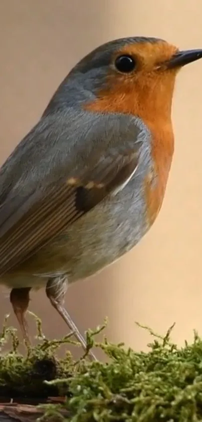 Plant Bird Terrestrial Animal Live Wallpaper