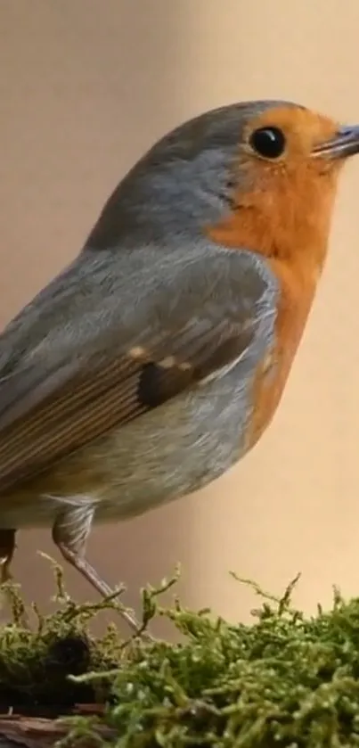 Plant Bird Wood Live Wallpaper