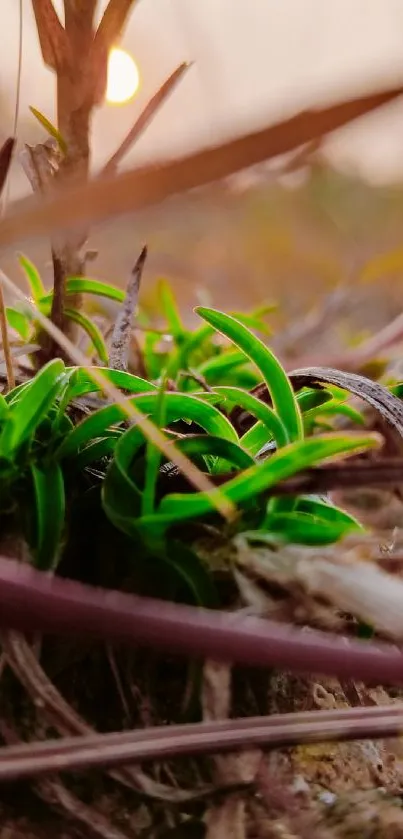 Plant Botany Terrestrial Plant Live Wallpaper