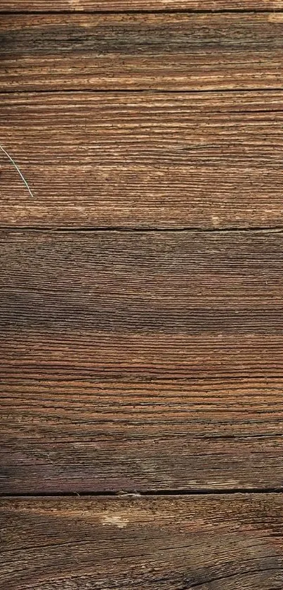 Plant Brown Wood Live Wallpaper