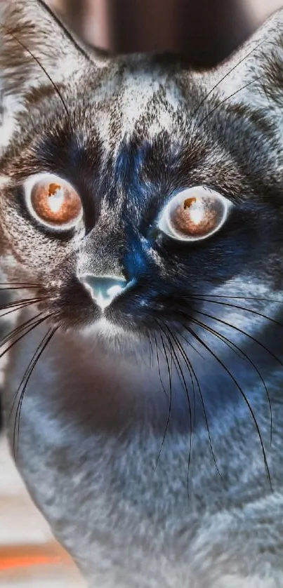 Plant Carnivore Cat Live Wallpaper