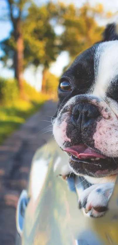 Plant Carnivore Dog Live Wallpaper