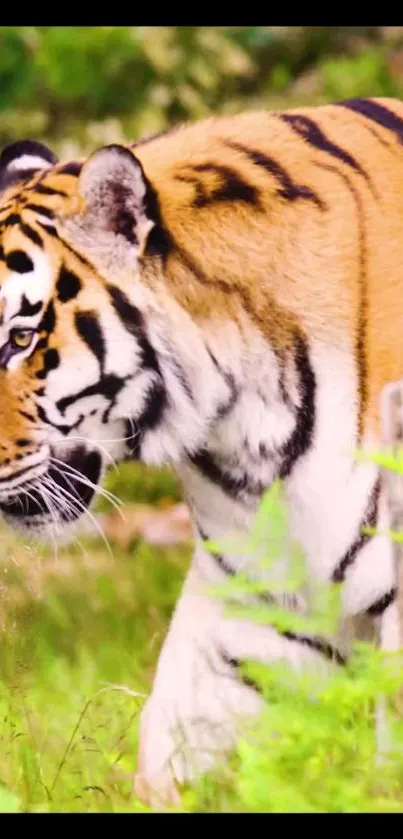 Plant Carnivore Felidae Live Wallpaper