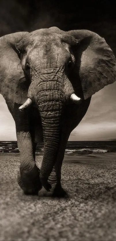 elephant Live Wallpaper