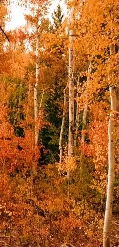 Plant Community Ecoregion Plant Live Wallpaper