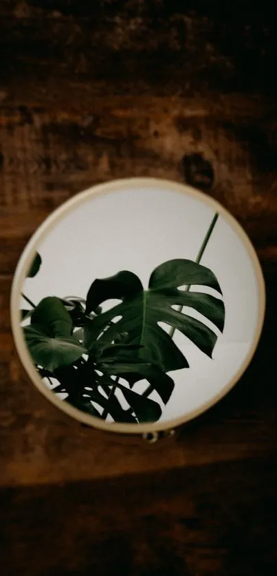 Plant Dishware Wood Live Wallpaper